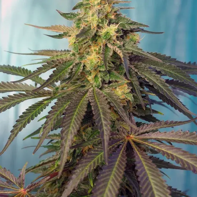 Cream Caramel CBD Feminised Cannabis Seeds | Sweet Seeds