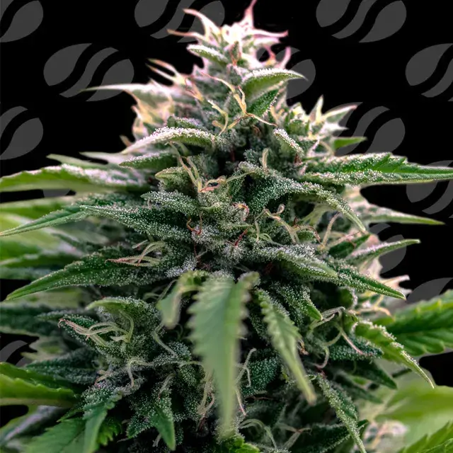 Creamzilla Auto Feminised Cannabis Seeds | Original Sensible Seeds.