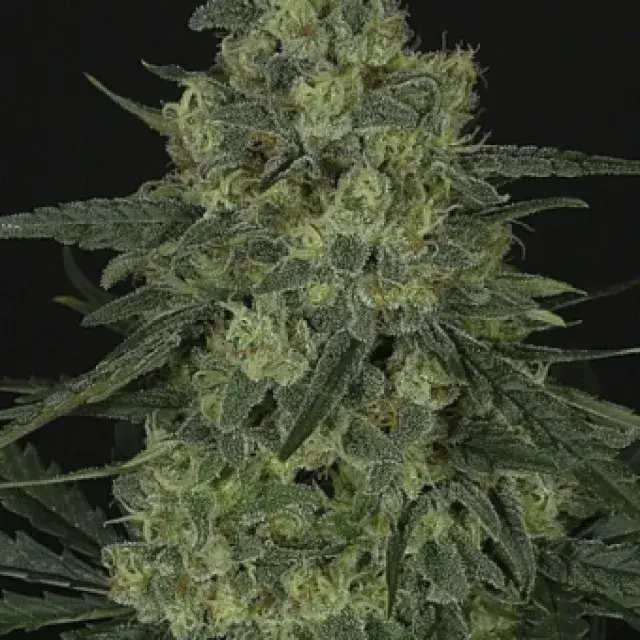 Criminal + Feminised Cannabis Seeds