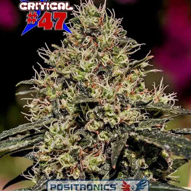 Critical 47 Feminised Cannabis Seeds | Positronics