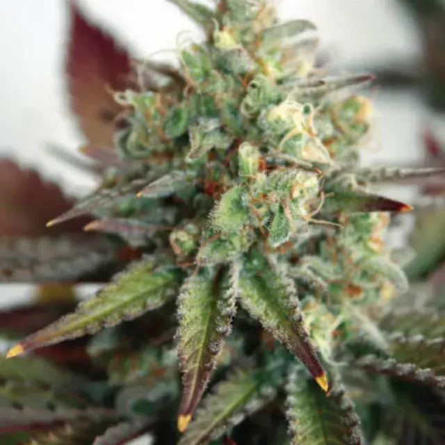 Critical 2.0 XL Auto Feminised Cannabis Seeds | Garden of Green