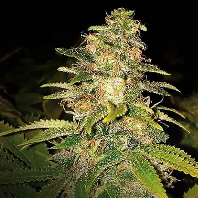Critical Blue Auto Feminised Cannabis Seeds | Expert Seeds