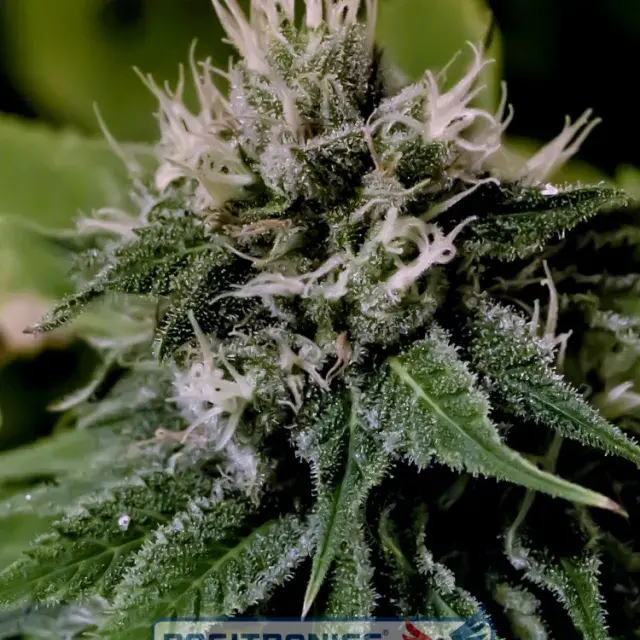 Critical Express Auto Feminised Cannabis Seeds | Positronics