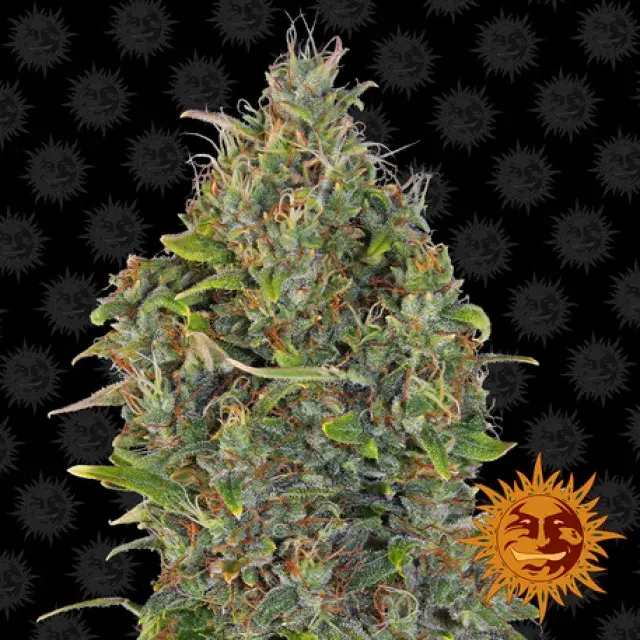 Critical Kush Auto Feminised Cannabis Seeds | Barney's Farm
