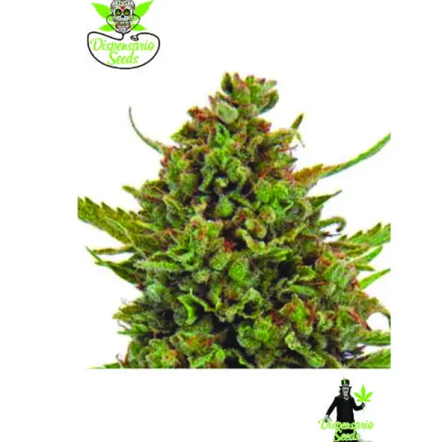 Critical M Feminised Cannabis Seeds | Dispensario Seeds