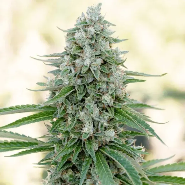 Critical Mango Cannabis Seeds - Silent Seeds.