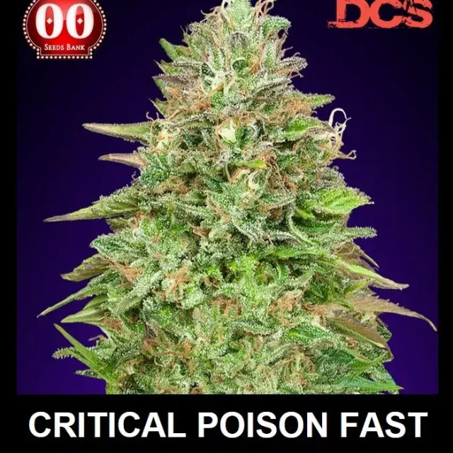 Critical Poison Fast V Feminised Cannabis Seeds | OO Seeds