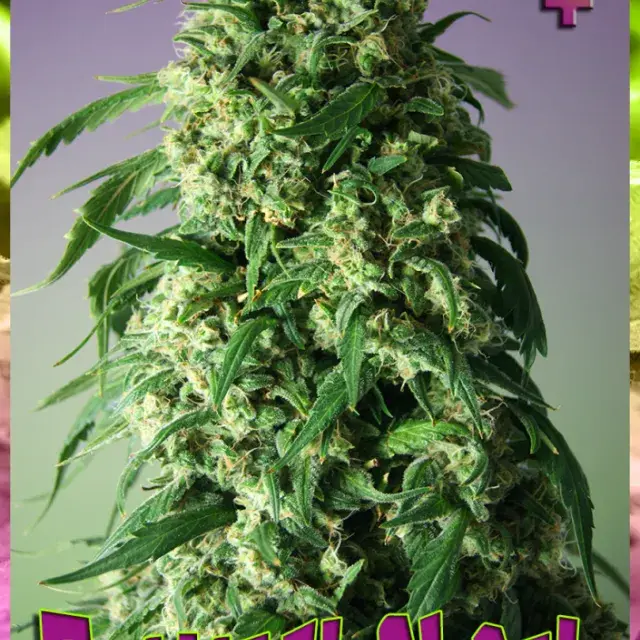 Critical Shock Feminised Cannabis Seeds | Rockwell Seeds