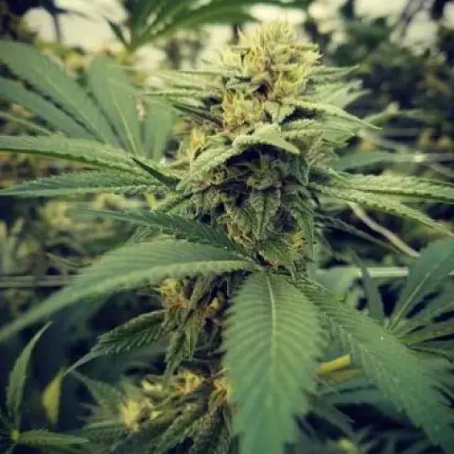 Critical Sour Feminised Cannabis Seeds | Female Seeds