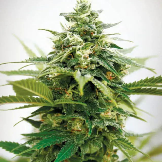 Critical XXL Feminised Cannabis Seeds | Garden of Green