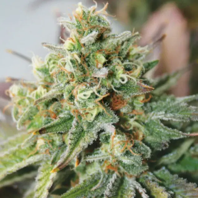 Critical XXL Auto Feminised Cannabis Seeds | Garden of Green