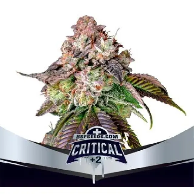 Critical +2 Feminised Cannabis Seeds - BSF Seeds Feminised Cannabis Seeds - BSF Seeds