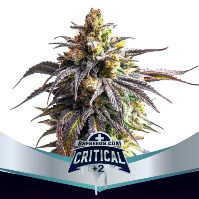 Critical +2 XXL Auto Feminised Cannabis Seeds - BSF Seeds Feminised Cannabis Seeds - BSF Seeds