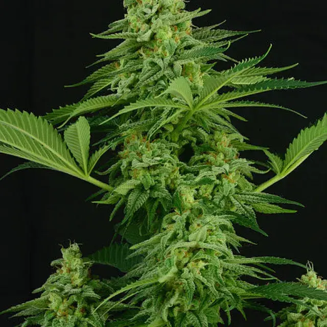 Moonshine Mass Feminised Cannabis Seeds| Critical Mass Collective Seeds