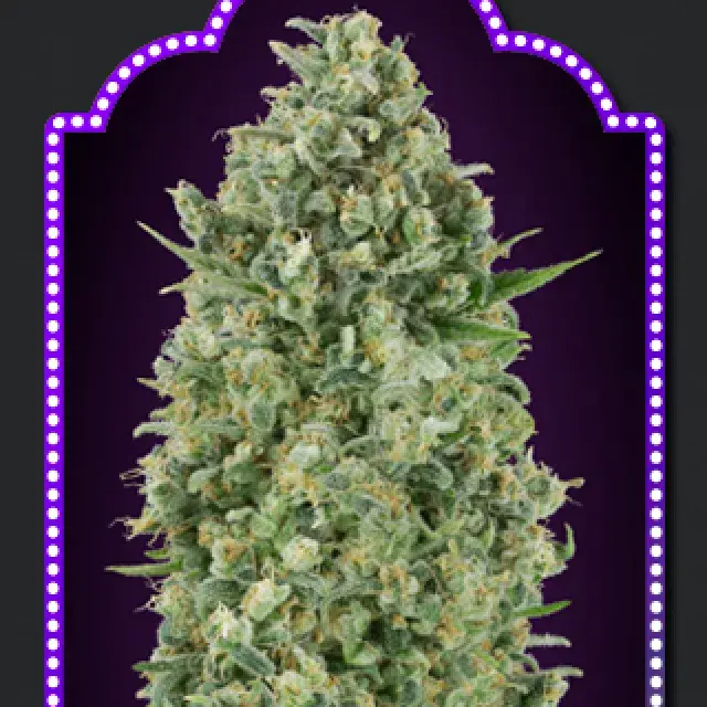 Critical Poison Feminised Cannabis Seeds | OO Seeds