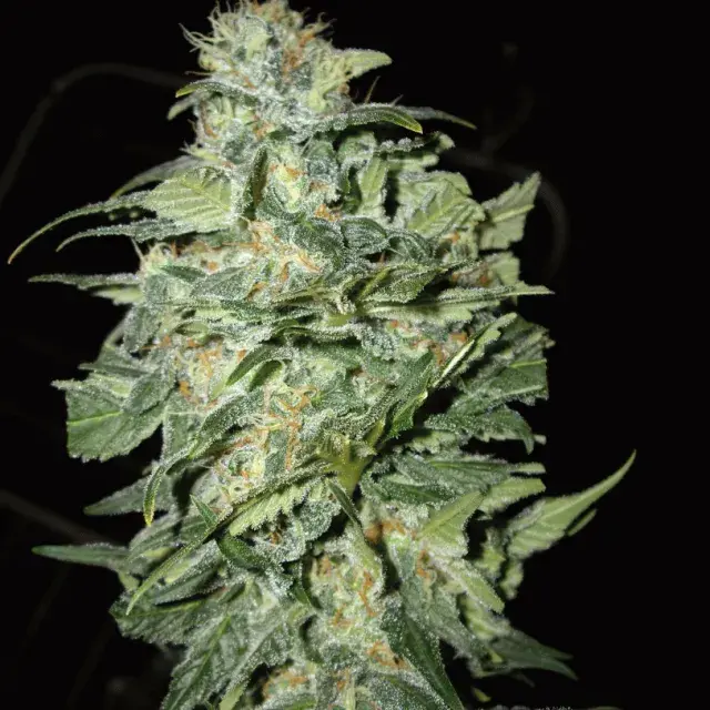 Crop Circle Auto Feminised Cannabis Seeds | Cream Of The Crop