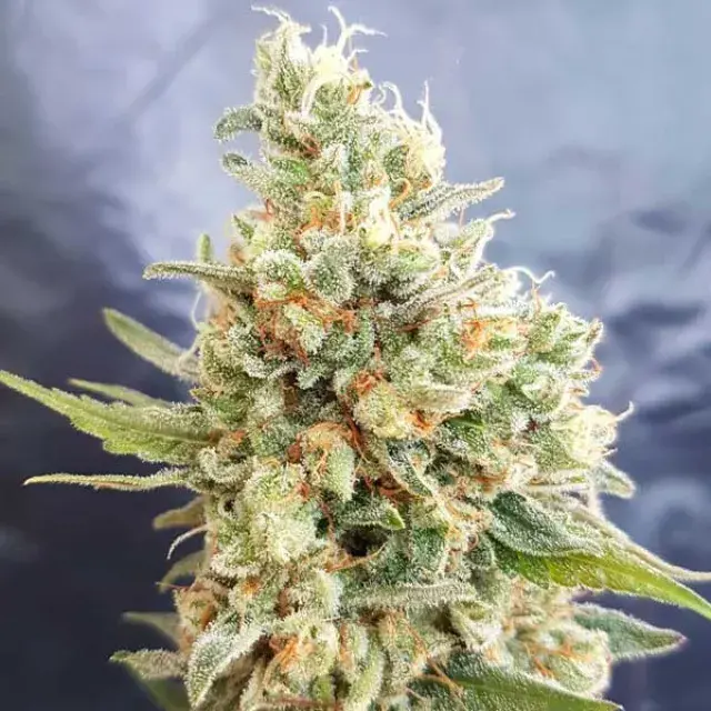 Crystal Dwarf Auto Feminised Cannabis Seeds