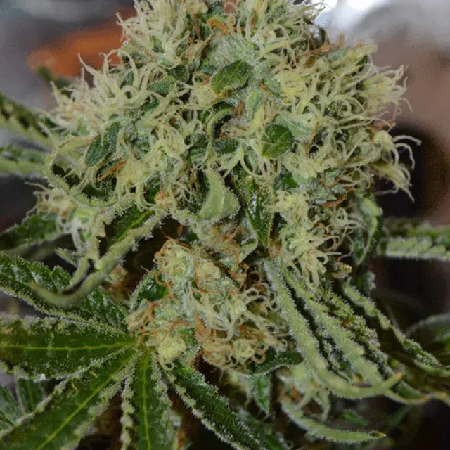 Custard Cream Feminised Cannabis Seeds | Cream Of The Crop