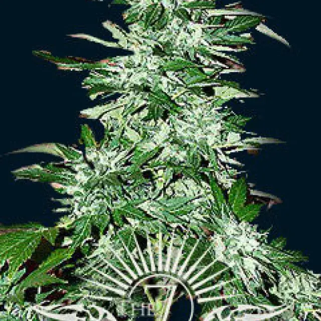 Cyclops Auto Feminised Cannabis Seeds | 7 Dwarf Seeds