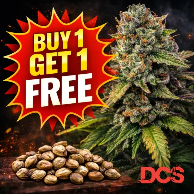 Auto Gorilla Cookies Feminised Cannabis Seeds | Discount Cannabis Seeds