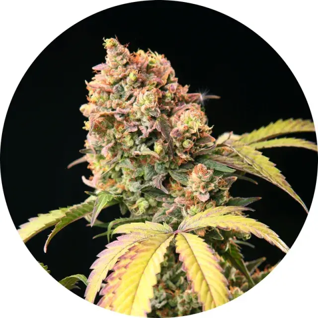 Demon Auto Tao Regular Cannabis Seeds