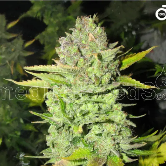 Devil Fruit Feminised Cannabis Seeds