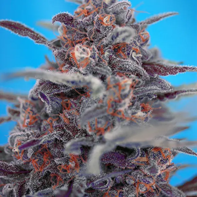 Auto Devil Cream Feminised Cannabis Seeds | Sweet Seeds