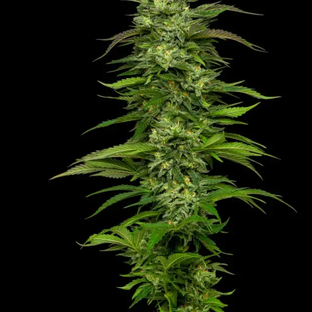 Dream Queen Auto Feminised Cannabis Seeds - Humboldt Seed Company
