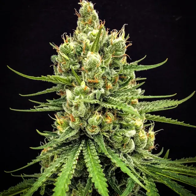 Dairy Queen Regular Cannabis Seeds | TGA Seeds