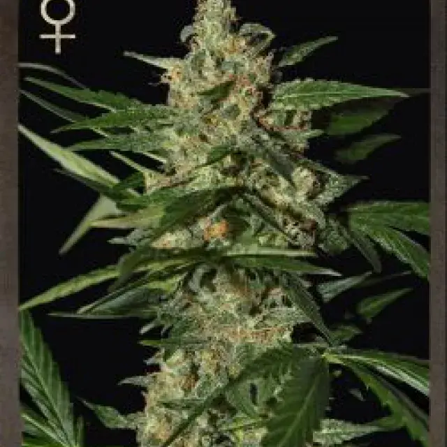 Buy Strain Hunters Damnesia Auto Feminised Cannabis Seeds