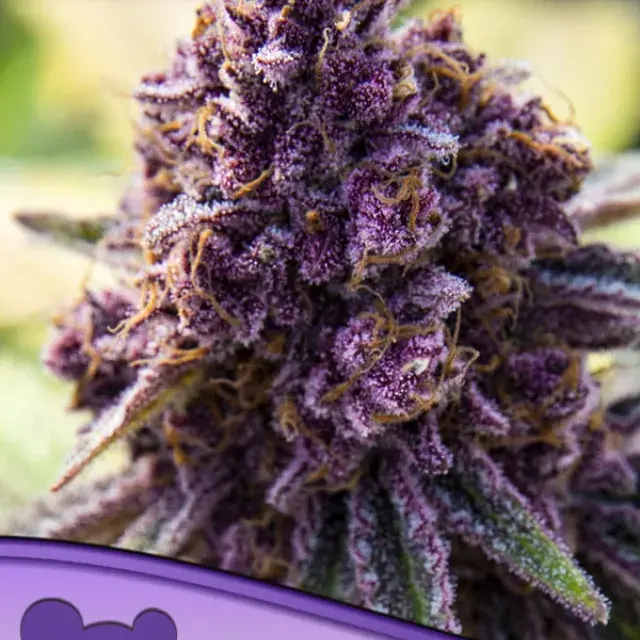 Dankberry Feminised Cannabis Seeds - Anesia Seeds