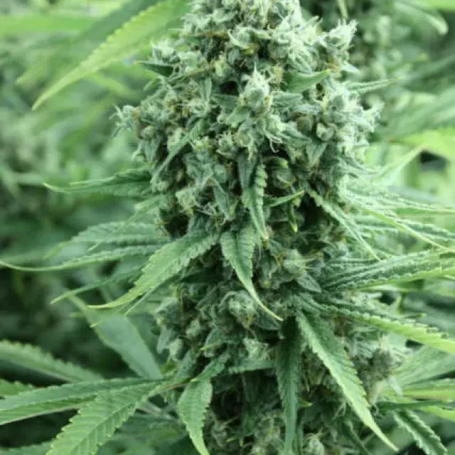 Dazy Jones Regular Cannabis Seeds | Devil’s Harvest Seeds