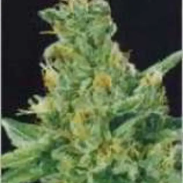 Merlin's Dream Regular Cannabis Seeds
