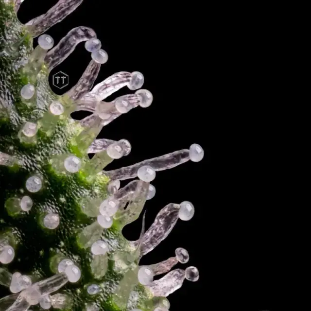 Deadlights Regular Cannabis Seeds | TGA Seeds 