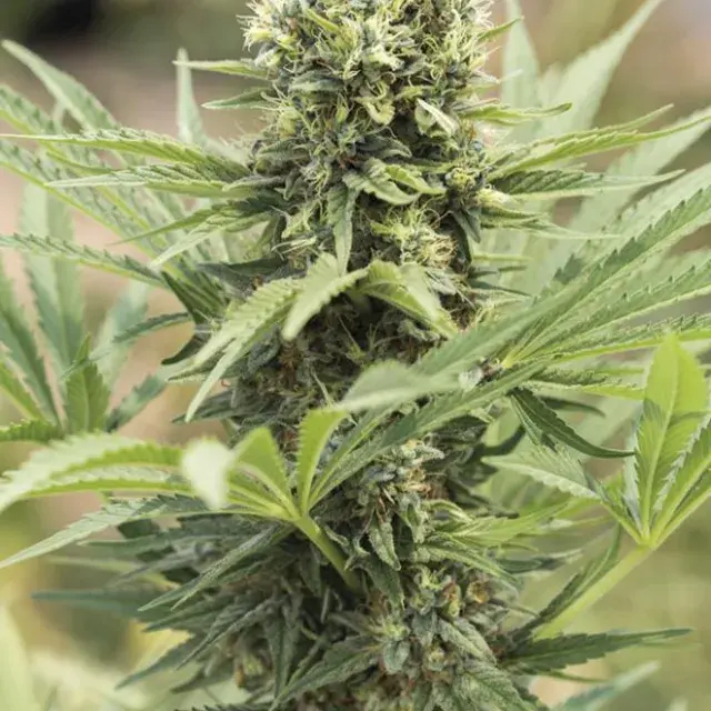 Dedoverde Haze Feminised Cannabis Seeds | Humboldt Seeds Organisation