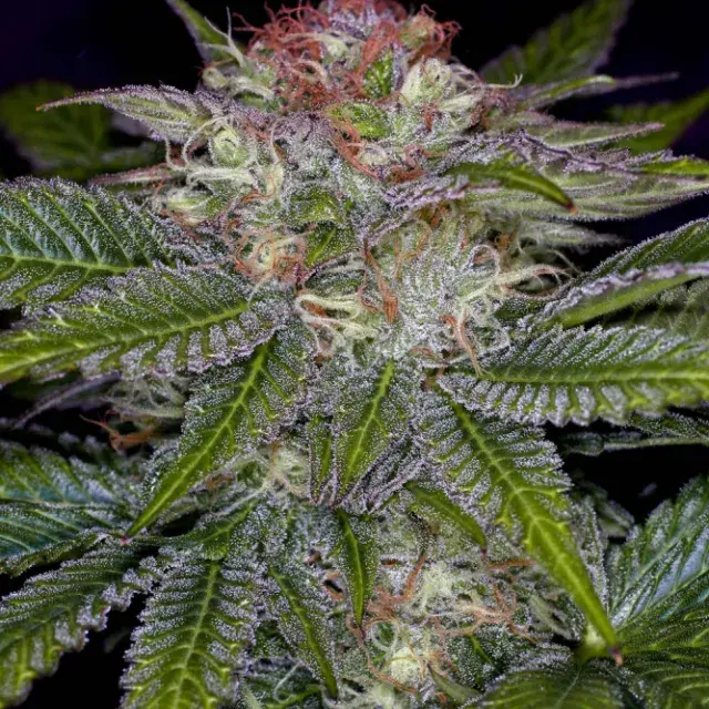 Deep Purple Regular Cannabis Seeds | TGA Seeds