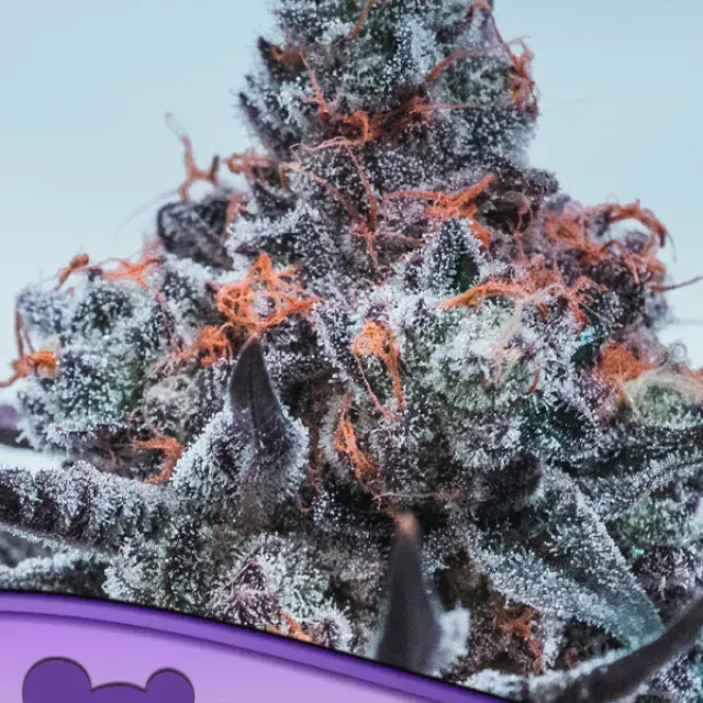 Deep Jealousy Auto Feminised Cannabis Seeds - Anesia Seeds