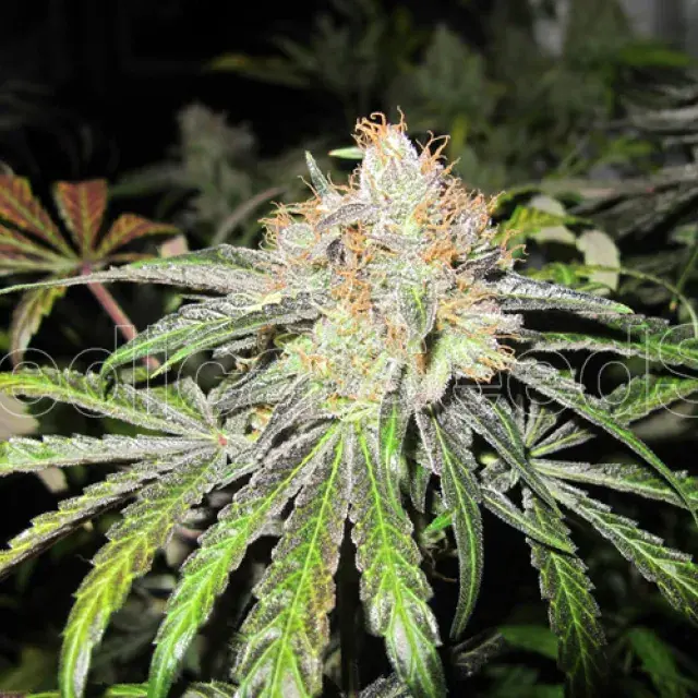 Deep Neville REGULAR Cannabis Seeds