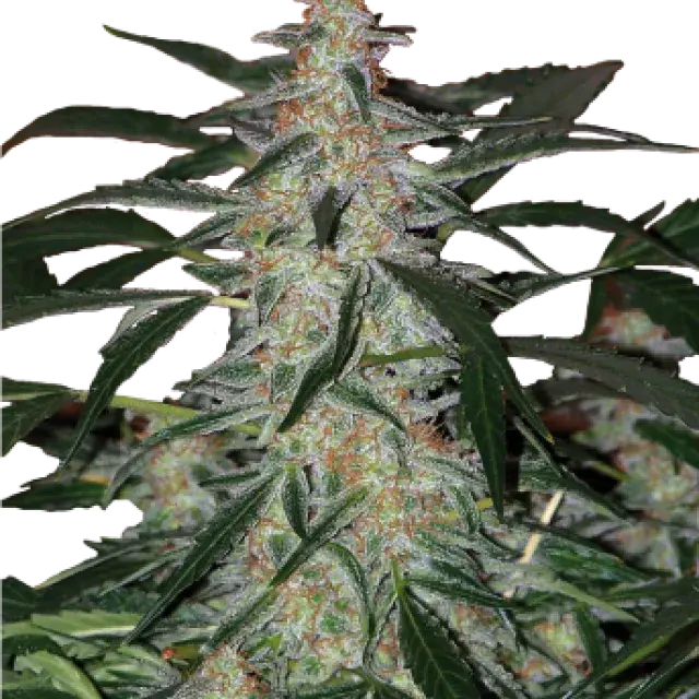 Deimos Auto Feminised Cannabis Seeds | Buddha Seeds