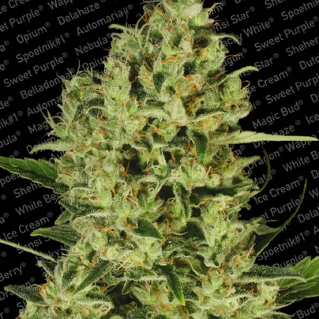 Delahaze Feminised Cannabis Seeds | Paradise Seeds
