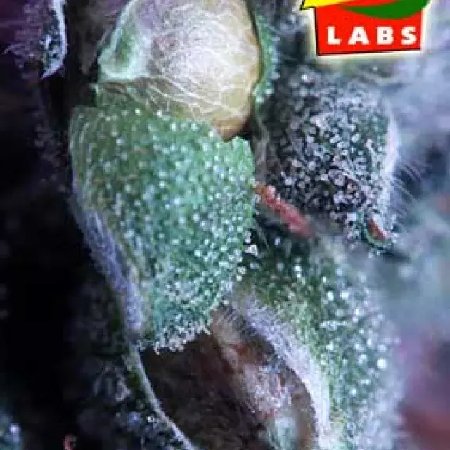 The Merkabah Regular Cannabis Seeds | Delta 9 Labs