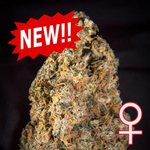 Diamond Queen Kush Auto Feminised Cannabis Seeds | KC Brains Seeds