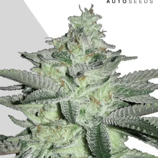 Diesel Berry Auto Feminised Cannabis Seeds | Auto Seeds.