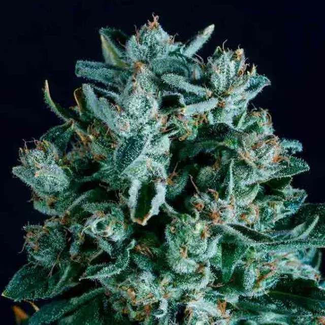 DIESEL x SCBDX Feminised Cannnabis Seeds