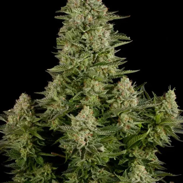 White Widow Auto Feminised Cannabis Seeds - Power Strains.