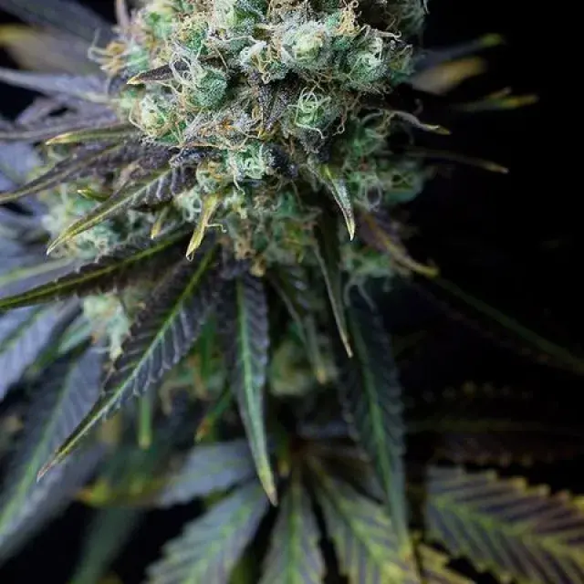 Dinamed CBD Feminised Cannabis Seeds | Dinafem Seeds