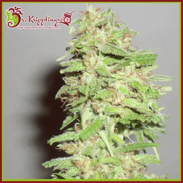 Dizzy Lights Auto Feminised Cannabis Seeds | Dr Krippling 