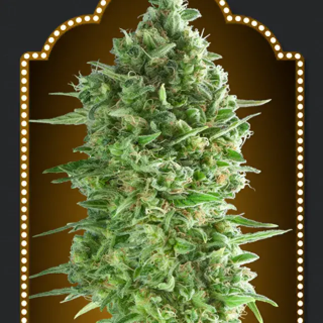 Do-Si-Do Cookies Feminised Cannabis Seeds | OO Seeds