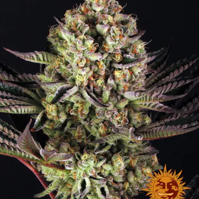 Dos-Si-Dos #33 Feminised Cannabis Seeds | Barney's Farm 