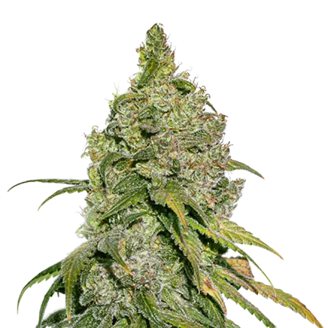 Do-Si-Dos Feminised Cannabis Seeds | Seed Stockers